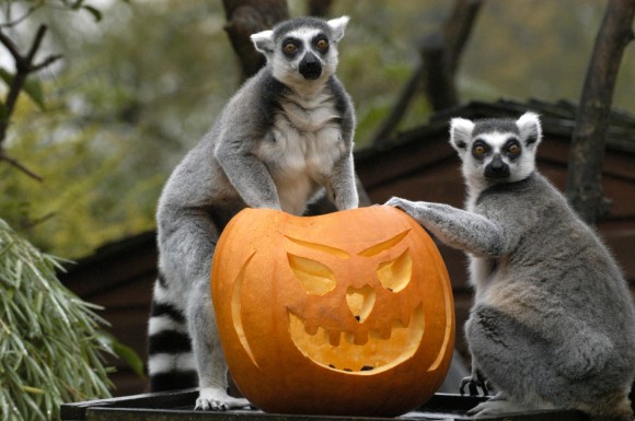 The Louisville Zoo Halloween Party
