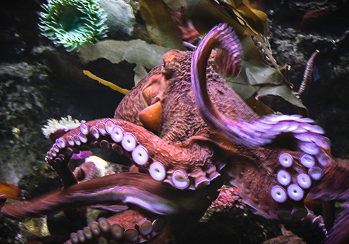 Dallas World Aquarium