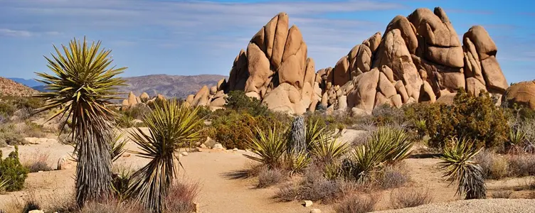 Joshua Tree