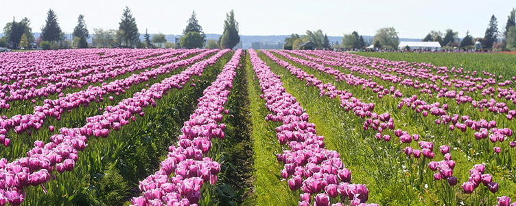 Skagit Valley